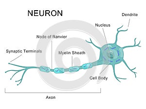Human Neuron Structure Nerve Cell Medical Chart