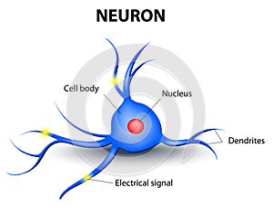Human neuron on a white background photo