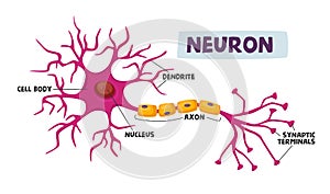 Human Neurons Scheme Infographics Dendrite, Cell Body, Axon and Nucleus with Synaptic Terminals Scientific Infographic