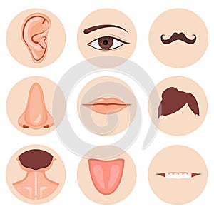 Human nose, ear, mouth mustache hair and eye neck back tongue tooth set, Vector illustration