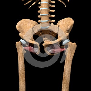 Human obturator externus muscles on skeleton