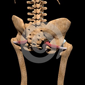 Human obturator internus muscles on skeleton