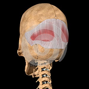 Human occipital muscle on skeleton photo