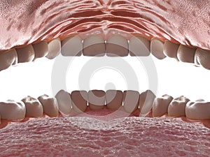 Human oral cavity. Inside an open mouth. Jaw with teeth inside view. Healthy teeth. Dental care and orthodontic concept. 3D