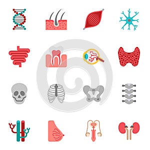 Human organ or body parts flat icon set 2. Vector illustration isolated.