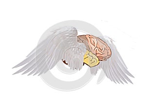 Human Organ Brain with Wings-