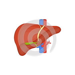 Human organ flat icon, human liver, gall bladder, arteries and veins, anatomy