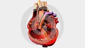 Human Organ Heart with four chambers