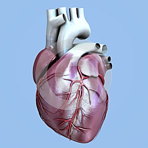 Human Organ Heart photo