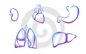 Human organ icon symbol medicine logo set.Lungs heart kidney liver stomach internal medicine organ health care. Pharmacy
