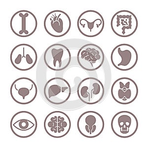 Human organ icons. Lungs and kidneys, heart and brain. Stomach and liver, intestines and bladder internal organ vector