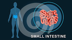 Human Organ small intestine 3d illustration