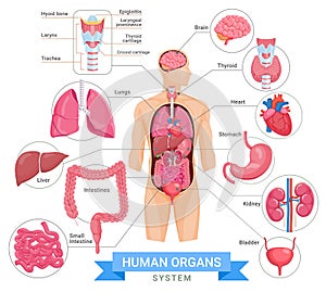Human organ system vector illustrations