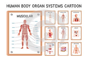 Human organ systems diagram poster clipart cartoon style vector set. Muscular, skeletal, circulatory, respiratory, digestive