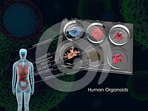 Human organoids