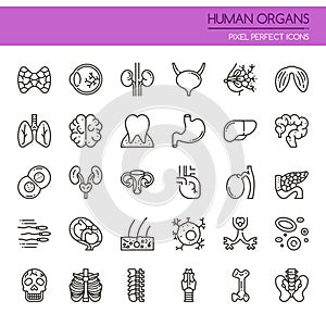 Human Organs