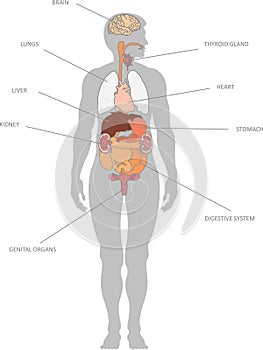 Human organs