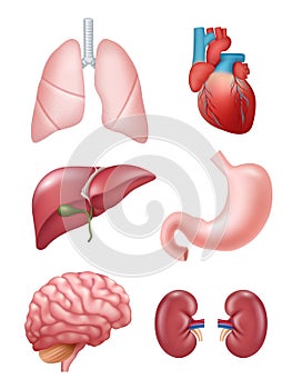 Human organs. Anatomical medical illustrations stomach heart kidney brain vector illustrations