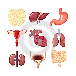 Human organs anatomy set. The internal system is the brain liver lungs uterus kidney bladder intestines heart stomach