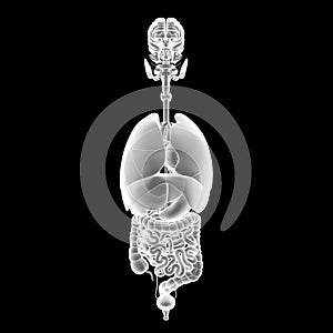 Human organs anterior view