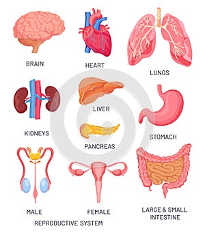 Human organs. Cartoon brain, pancreas and intestine. Male and female reproductive system. Internal organ for anatomy