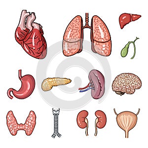 Human organs cartoon icons in set collection for design. Anatomy and internal organs vector symbol stock web