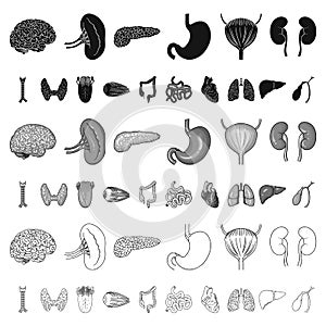 Human organs cartoon icons in set collection for design. Anatomy and internal organs vector symbol stock web