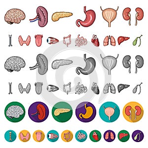Human organs cartoon icons in set collection for design. Anatomy and internal organs vector symbol stock web