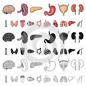 Human organs cartoon icons in set collection for design. Anatomy and internal organs vector symbol stock web