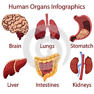 Human organs cartoon Infographics illustration vector