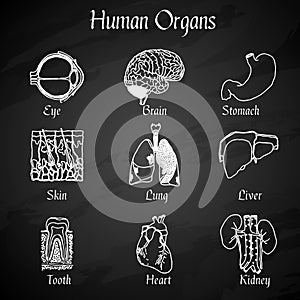 Human Organs Chalkboard Icons