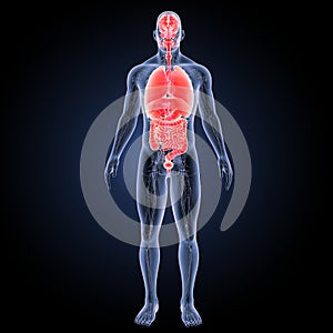 Human organs with circulatory system anterior view