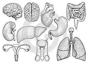 Human organs collection illustration, drawing, engraving, ink, line art, vector