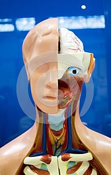 Human organs dummy