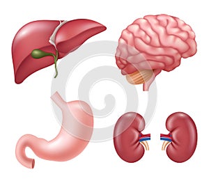 Human organs. Heart kidneys liver eyes brain stomach educational medical vector realistic anatomy pictures