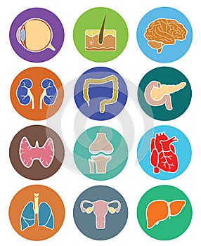 Human organs icon set