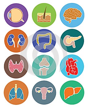 Human organs icon set photo