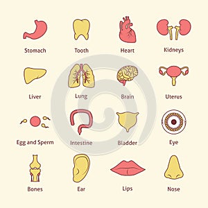 Human organs icons flat line