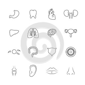 Human organs icons outline