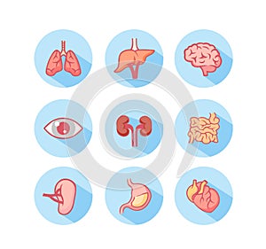 Human organs icons. Structure of eye and working lungs anatomical kidneys and thick intestine with vector stomach.