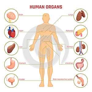 Human Organs Infographics