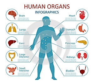 Human organs infographics. Vector illustration