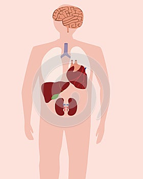 Human organs inside body, flat vector stock illusion, abstract man, concept of anatomy with structure of internal organs