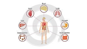 Human organs internal diagram, Body of human internal organs, brain, heart, lungs, liver, stomach, intestine