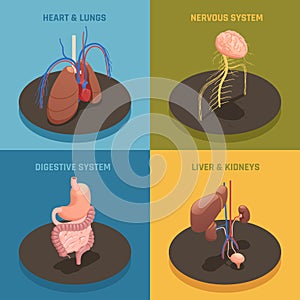 Human Organs Isometric Concept