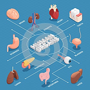 Human Organs Isometric Flowchart