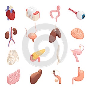 Human Organs Isometric Icons