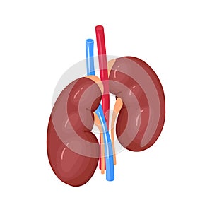 Human Organs Kidneys Composition