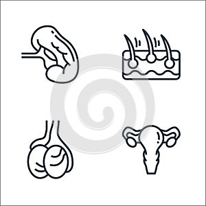 Human organs line icons. linear set. quality vector line set such as ovary, testicles, epidermis