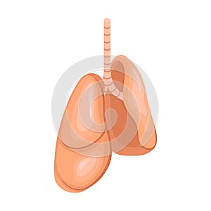 Human Organs Lungs Composition